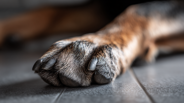 Decisão Judicial e o Impacto nas Plataformas Digitais Após a Morte do Cão Comunitário em Florianópolis Decisão Judicial e o Impacto nas Plataformas Digitais Após a Morte do Cão Comunitário em Florianópolis