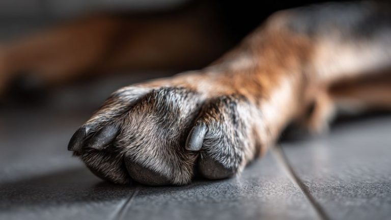 Caso Orelha e a Remoção de Conteúdos: Justiça Determina Exclusão de Informações sobre Adolescentes Suspeitos Caso Orelha e a Remoção de Conteúdos: Justiça Determina Exclusão de Informações sobre Adolescentes Suspeitos